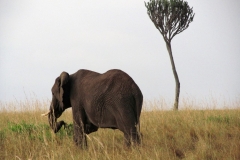 Masai-Mara-1-Happy-Africa-Tours