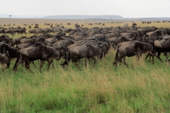 Masai-Mara-11-Happy-Africa-Tours