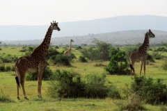 Masai-Mara-13-Happy-Africa-Tours