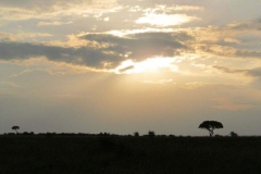 Masai-Mara-16-Happy-Africa-Tours