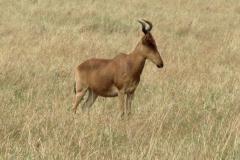 Masai-Mara-23-Happy-Africa-Tours