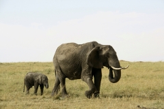 Masai-Mara-26-Happy-Africa-Tours