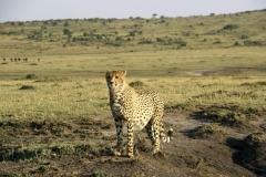 Masai-Mara-4-Happy-Africa-Tours