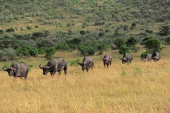 Masai-Mara-7-Happy-Africa-Tours