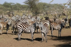 Masai-Mara-9-Happy-Africa-Tours