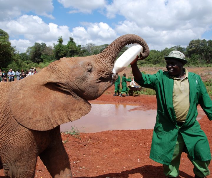 One of the most popular sights in Nairobi, the Sheldrick Wildlife Trust