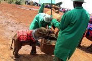 Feeding time in one of the most popular sights in Nairobi, the Sheldrick Wildlife Trust