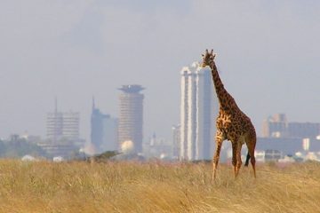View from Nairobi National Park
