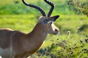 Antelope in Nairobi National Park